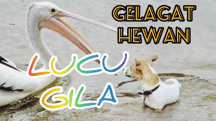 Gelagat Hewan Lucu bahagian 2