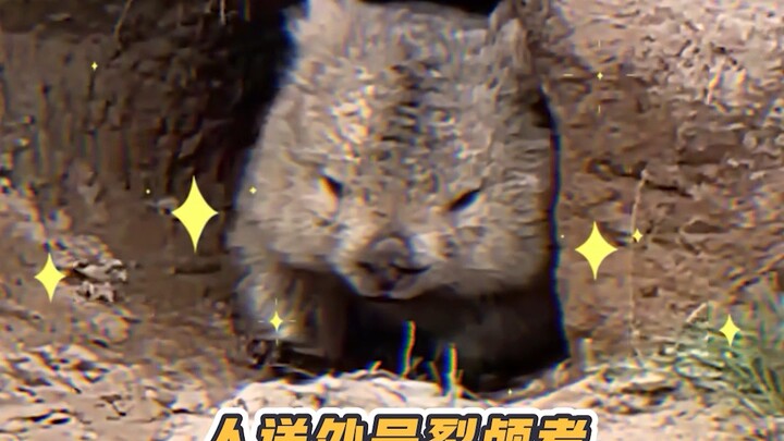 Ai mà từ chối được một bé dễ thương đang kéo khối vuông cơ chứ!