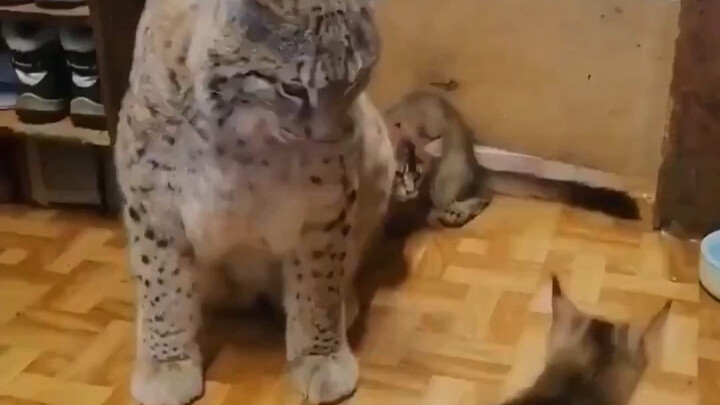 Lynx: Who understands what it’s like to hang out with a bunch of little animals who have no sense of