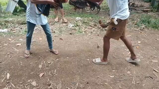 bulik vs sbr
