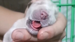 The newborn puppy showed no signs of life, but the owner tried hard to save it and finally brought i
