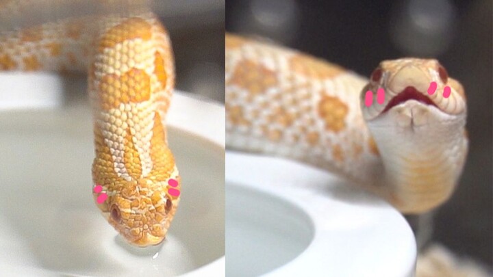 Cute Snake My Crawl Pet Drinking Water and Its and My Imagination 