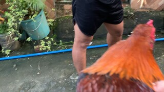 manok semento
