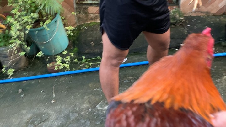 manok semento