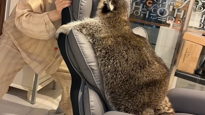 #Raccoon #Funny It's the feeling of a racing heart 😭 #CutePetDebutPlan