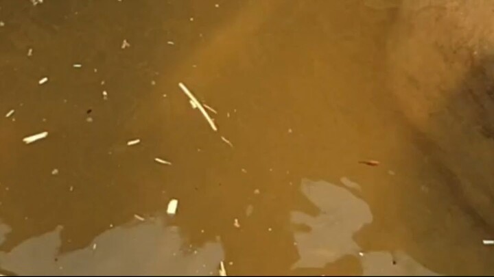 duwali fishing in Nepal |