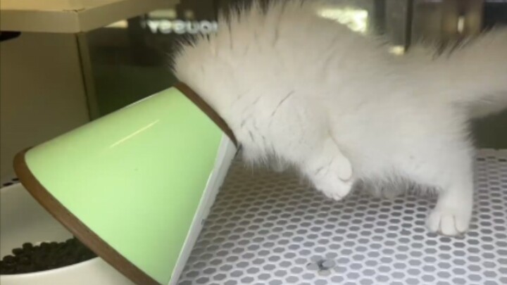 Cat: Humans are pests.