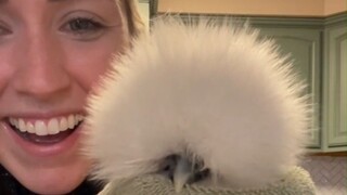 The pet chicken raised by the little sister not only looks very special, but also "clucks" when it i