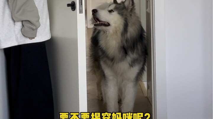 Thanks, my cheerful little pup～