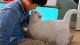 Bori - A Cute CAT Trusts Her Brother More Than Anyone - The Cat Soulmates