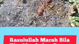 Membakar semut itu dilarang !!!