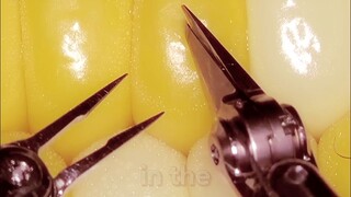 Performing Microsurgery on Corn Kernels