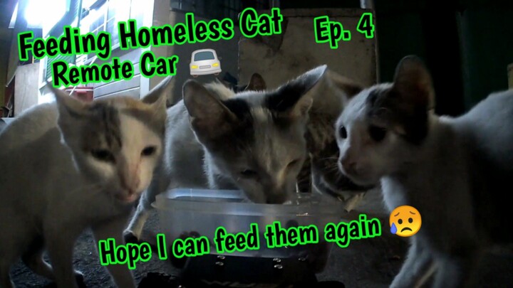 Feeding Homeless Cat with Remote Car! 🚘 #EP4 #straycat #straycatvideos #staycats #cats
