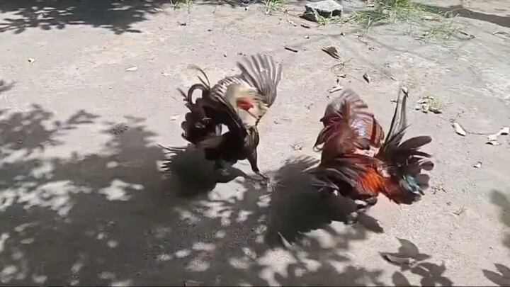 Alp Cat Fowls