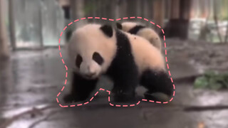 Hujan merintik tiada henti, panda kecil merintih tiada henti.