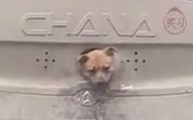 360° Dog View Camera