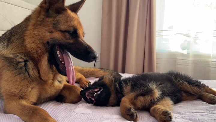 The little German Shepherd acts cute toward the big German Shepherd.