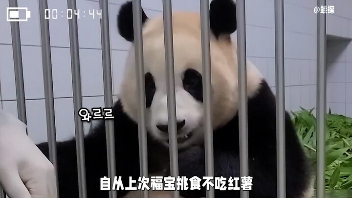 Fubao langsung memegangi kepalanya begitu melihat labu.