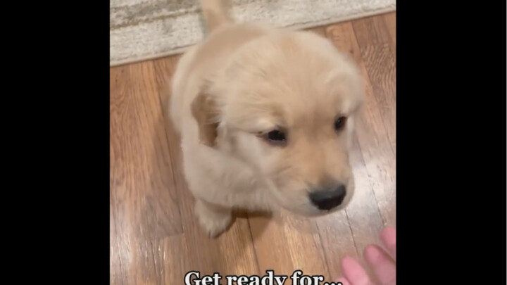 “Những điều bạn cần biết trước khi sở hữu những chú cún này…”