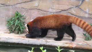 The young Red Panda wants to have a girlfriend