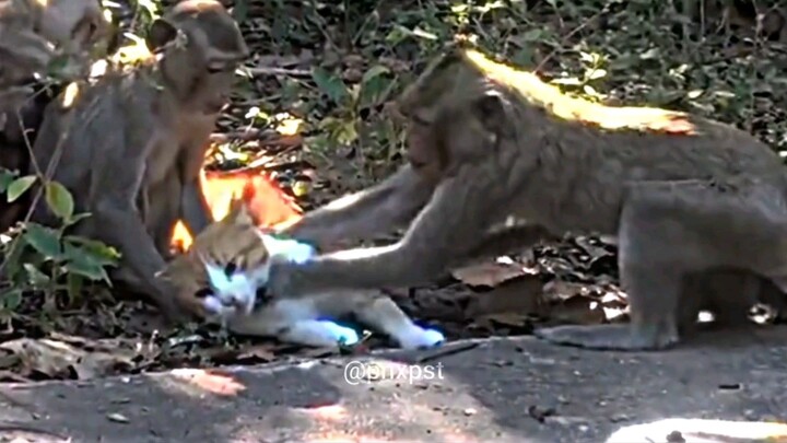 Senggol satu gak ngaruhš¤£š¤£