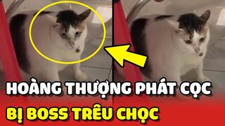 Hoàng Thượng PHÁT CỌC khi bị Boss BODY SHAMING cức gắt 😂 | Yêu Lu