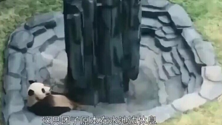 Giant Panda: Brother! Can I say hello before the water is released next time? Look at the scare of l