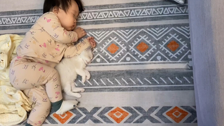 When A Ragdoll Kitten Meets A Cute Human Baby