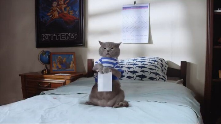 Quarantine Cat
