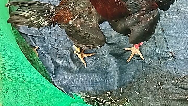 Arcana 57 VS MULTI winner Part 2