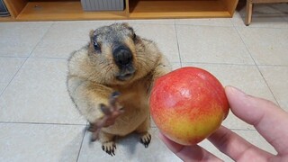 Groundhog eating peaches