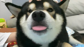 Pat the puppy's head, and you'll have no worries in the world.