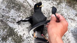 Konon Burung Gagak Pemberani, Myna Tak Bisa Dibandingkan Dengannya