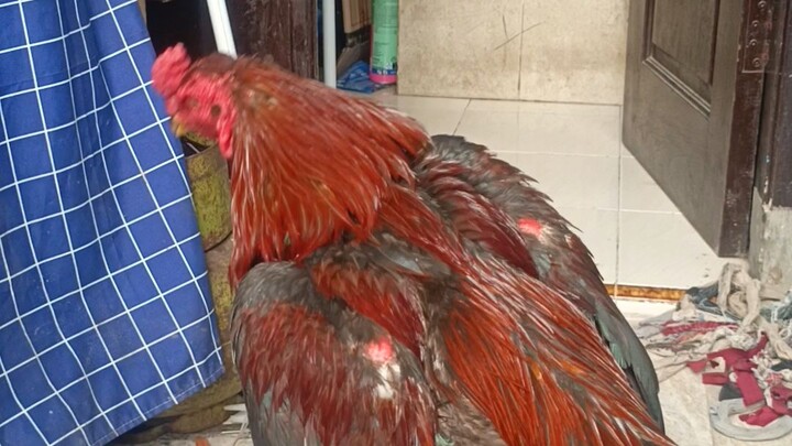 arjuna amunisi kandang