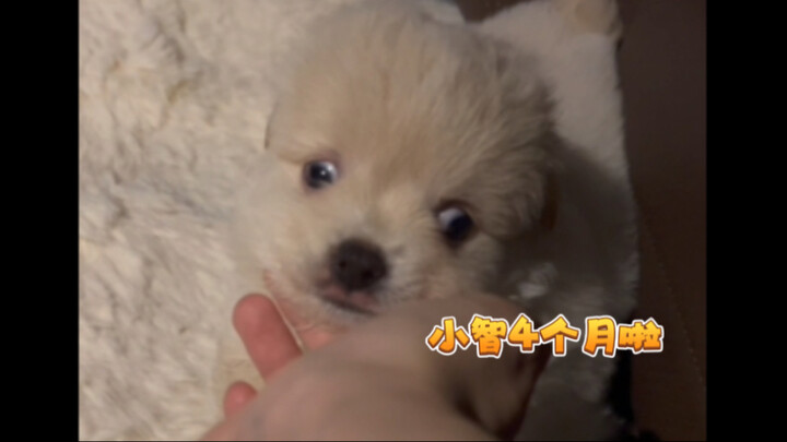 A little white pup picked up by the roadside vs. a little black pup won from a ring toss game: a siz