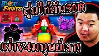 ลองสุ่มไก่ตัน 50฿ ได้เผ่าV4มนุษย์มืดเงาทมิฬโลกา - Roblox Blox Fruits 🌙