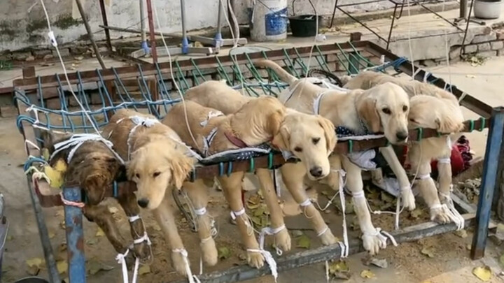 “Anjing ini… bikin aku ketawa nonstop selama tiga hari tiga malam”