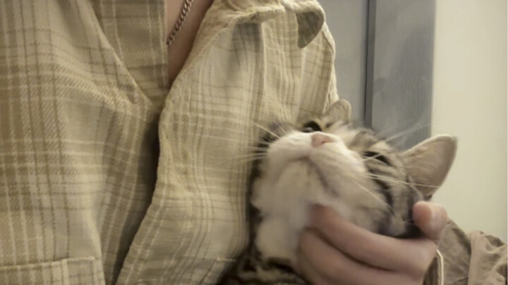 Do all cats really have special talents?