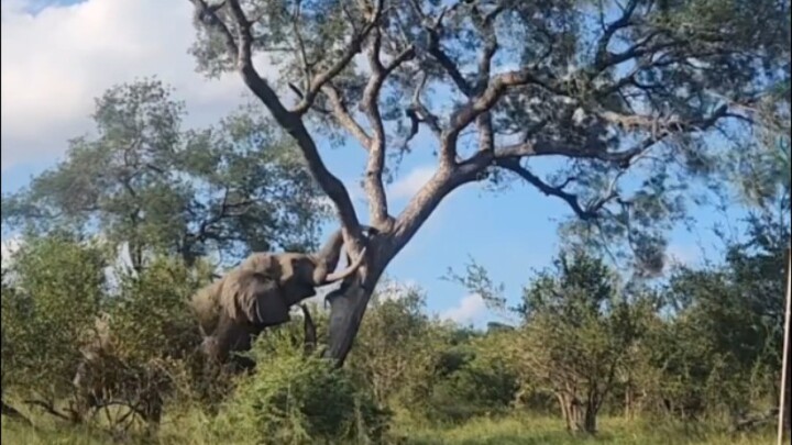 Sức mạnh kinh hoàng của voi châu Phi: Cưỡng bức quật ngã cây gỗ cao mười mét