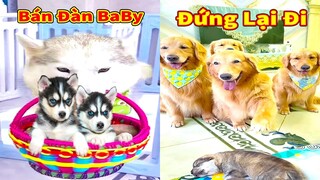 Thú Cưng TV | Gia Đình Gâu Đần #47 | Chó Golden thông minh vui nhộn | Pets funny cute dog