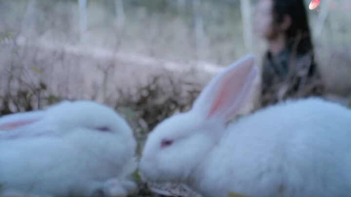 A perfect match for a wrong marriage (scheming Zhan x spoiled Xian) Wangxian ABO double pure sweet l