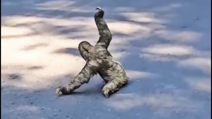 Những hành vi này ở động vật không hề dễ thương chút nào – hãy dặn trẻ chạy ngay đi!