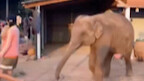 The baby elephant, seeing its owner cuddling the dog, gets jealous and demands the same treatment!