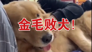 [沙雕观察]18 已经这么傲娇了吗？