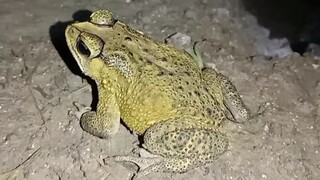 Kodok buduk ( Bufo melanostictus )