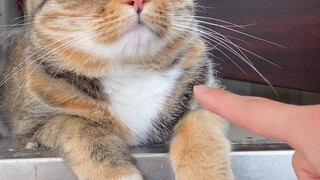 There is another dish in the refrigerator, chicken, duck, fish and cat...