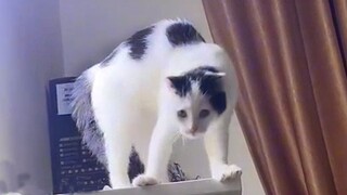 My Naughty Kitten Tries To Attack Me Again Before BedTime With His Cuteness 😺 Cutest Cat Ever