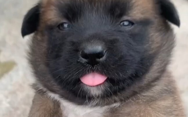 Anjing kampung kecil yang gemuk dan menggemaskan juga sangat lucu lho