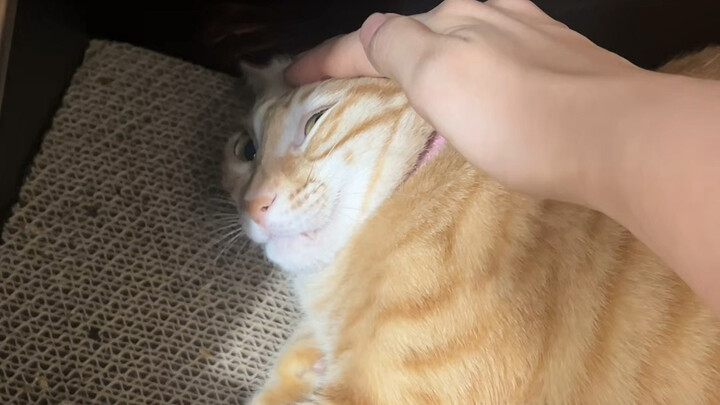 When I keep petting my two cats at home, they just get heavier and heavier.