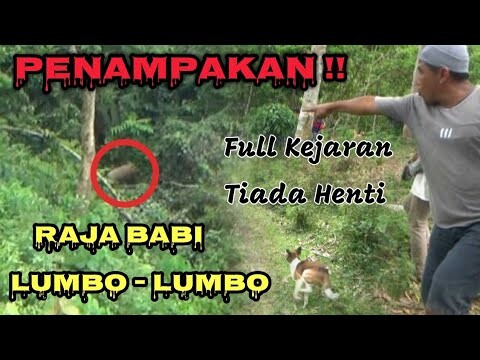 PENAMPAKAN " SI RAJA BABI HUTAN " SAAT MENDAKI DI LERENG BUKIT ( SUNGAI LANSEK ) SIJUNJUNG | EPS 1